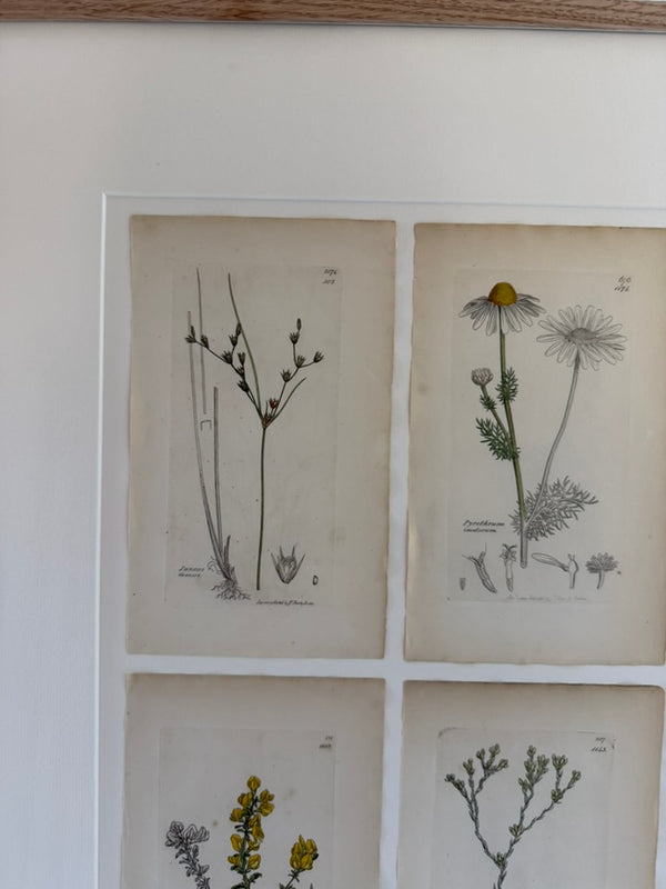 Collection of botanical drawings by James Sowerby