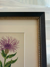 Antique Alpine flower prints