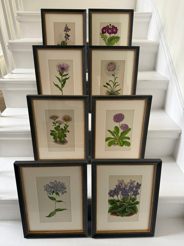 Antique Alpine flower prints