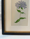 Antique Alpine flower prints