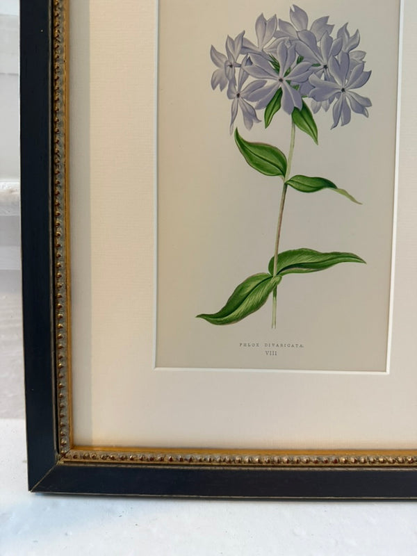 Antique Alpine flower prints