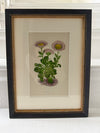 Antique Alpine flower prints