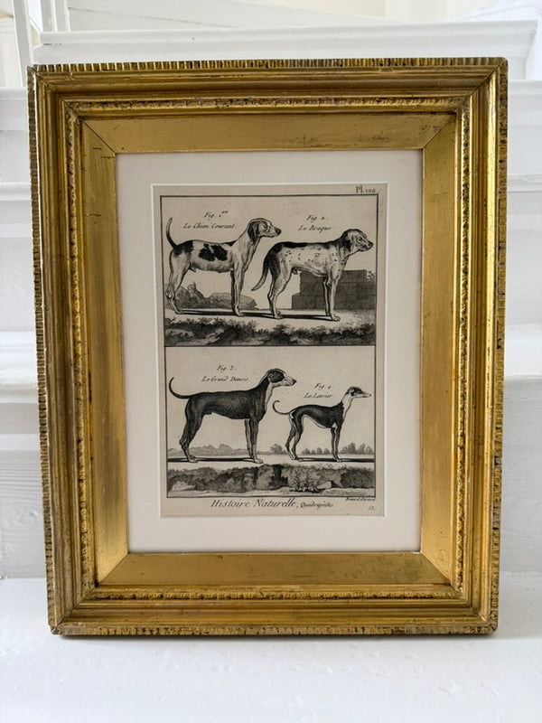 Engraving of hounds from 1830 in gilt frame