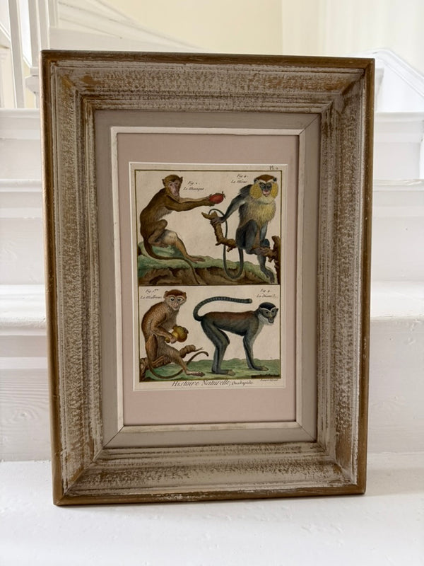 Hand-coloured engraving of monkeys in vintage frame