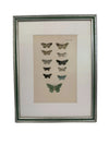Nine engravings of moths by F. O. Morris, 1903