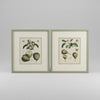 Four French botanical drawings of pears from the 1870s