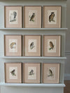 Nine antique prints of owls