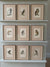 Nine antique prints of owls