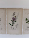 Engravings by James Sowerby