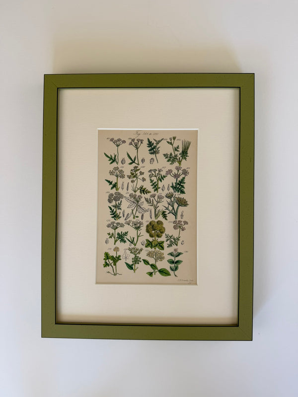 Nine Engravings from Nicholas Culpeper's Complete Herbal, 1900