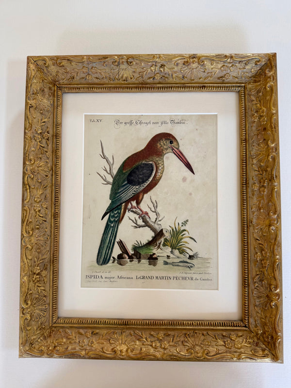 Grand Martin-Pecheur, 1749