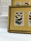 British moth illustrations