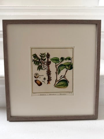 Three vibrant handcoloured 19th century botanical illustrations