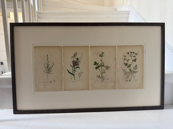 Engravings by James Sowerby