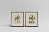 Pair of French engravings of plums