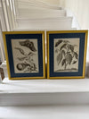 Large vintage botanical prints