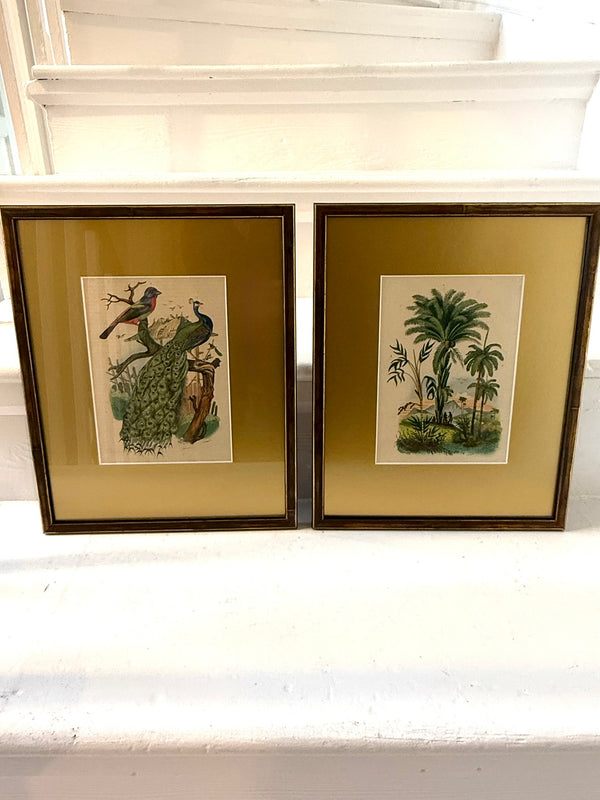 Peacock and palm tree