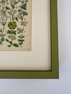 Nine Engravings from Nicholas Culpeper's Complete Herbal, 1900