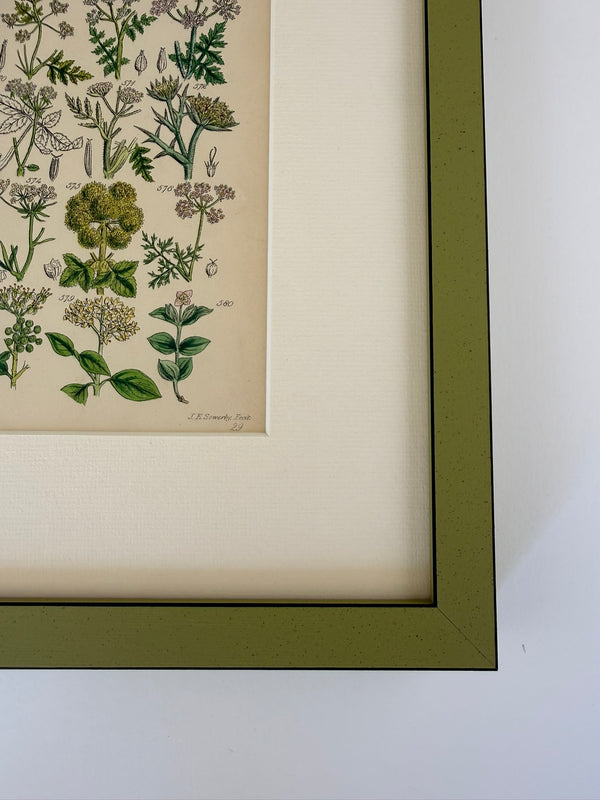 Nine Engravings from Nicholas Culpeper's Complete Herbal, 1900