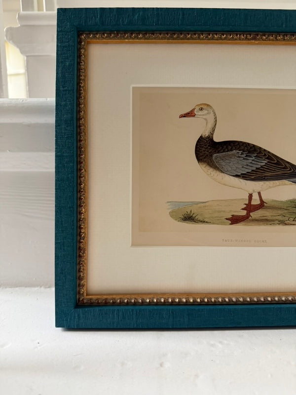 Four Antique Duck Illustrations by Benjamin Fawcett