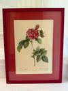 Four Redoute roses in red frames