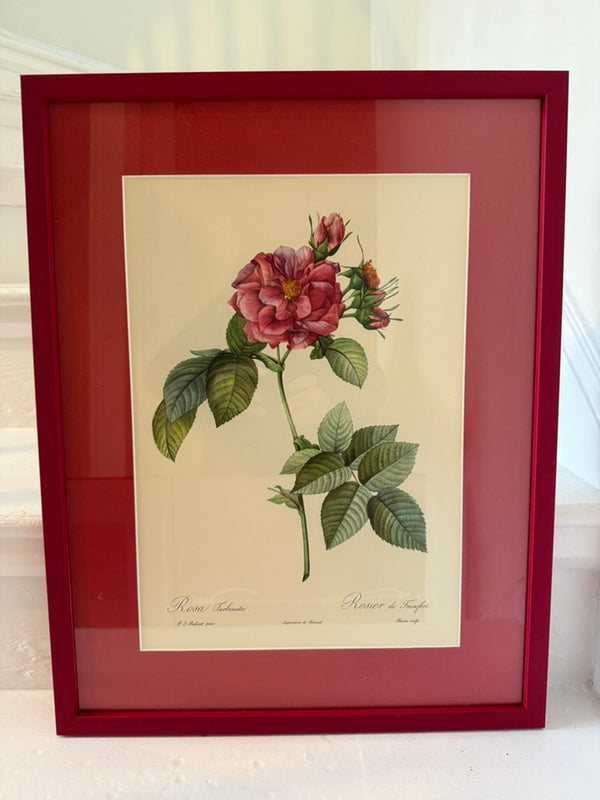 Four Redoute roses in red frames