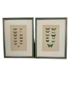Nine engravings of moths by F. O. Morris, 1903