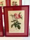 Four Redoute roses in red frames