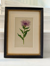Antique Alpine flower prints