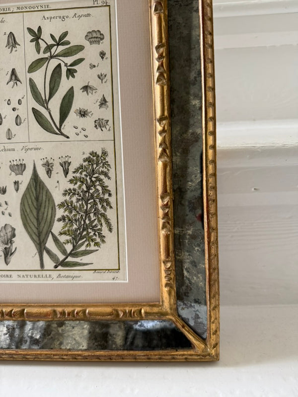 Pair of mirrored cushion-framed French botanical etchings