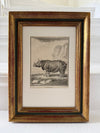 19th century French Rhinoceros engraving in an antique frame
