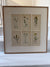 Collection of botanical drawings by James Sowerby
