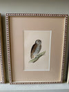 Nine antique prints of owls