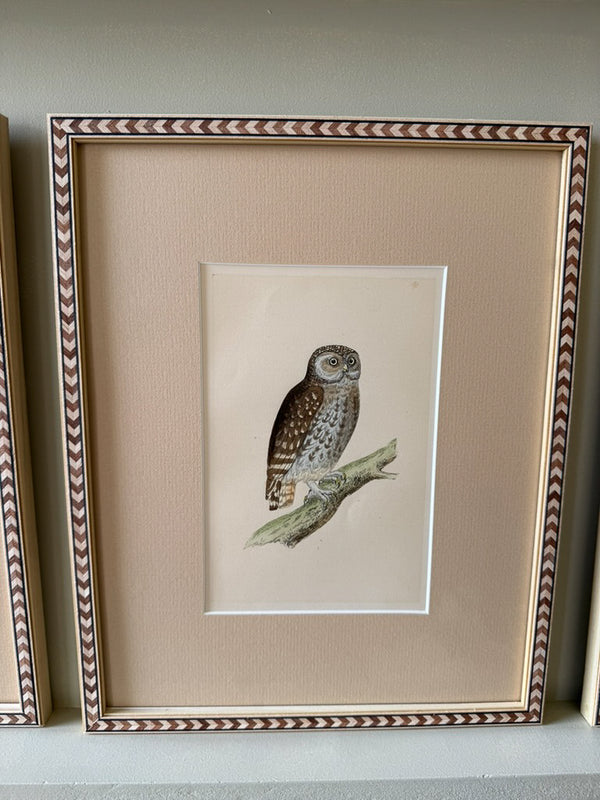 Nine antique prints of owls