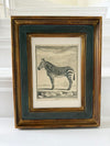 Zebra engraving in antique frame