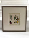 Three vibrant handcoloured 19th century botanical illustrations