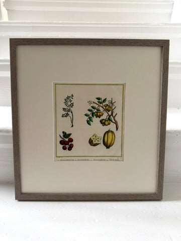 Three vibrant handcoloured 19th century botanical illustrations