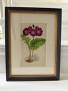 Antique Alpine flower prints