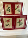 Four Redoute roses in red frames
