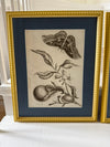 Large vintage botanical prints