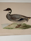 Four Antique Duck Illustrations by Benjamin Fawcett