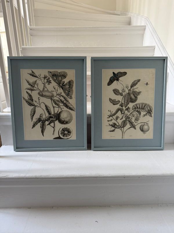 Pair of vintage French botanical prints