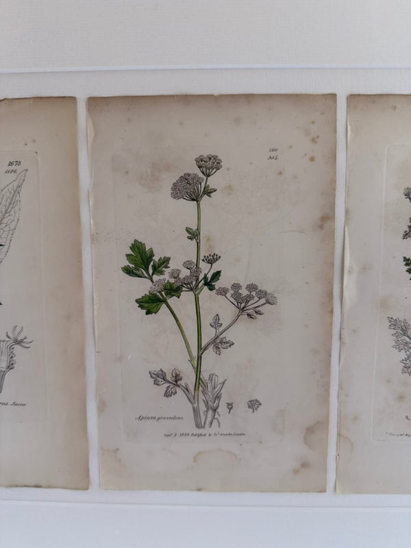 Engravings by James Sowerby