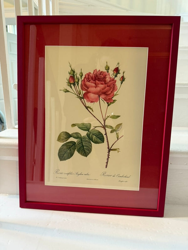 Four Redoute roses in red frames