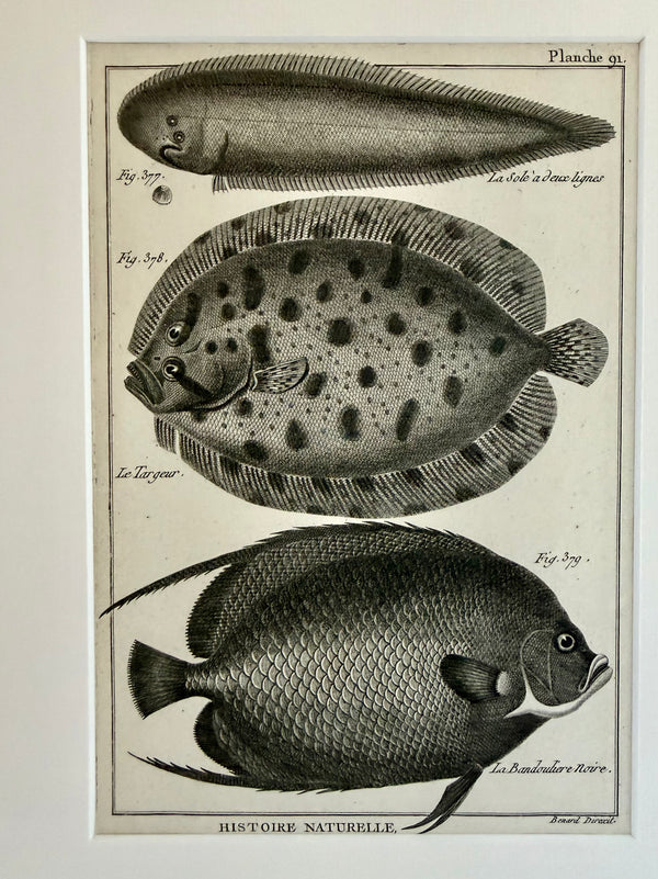 Pair of black and white 1870s engravings of fish