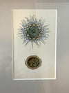 Antique sealife prints