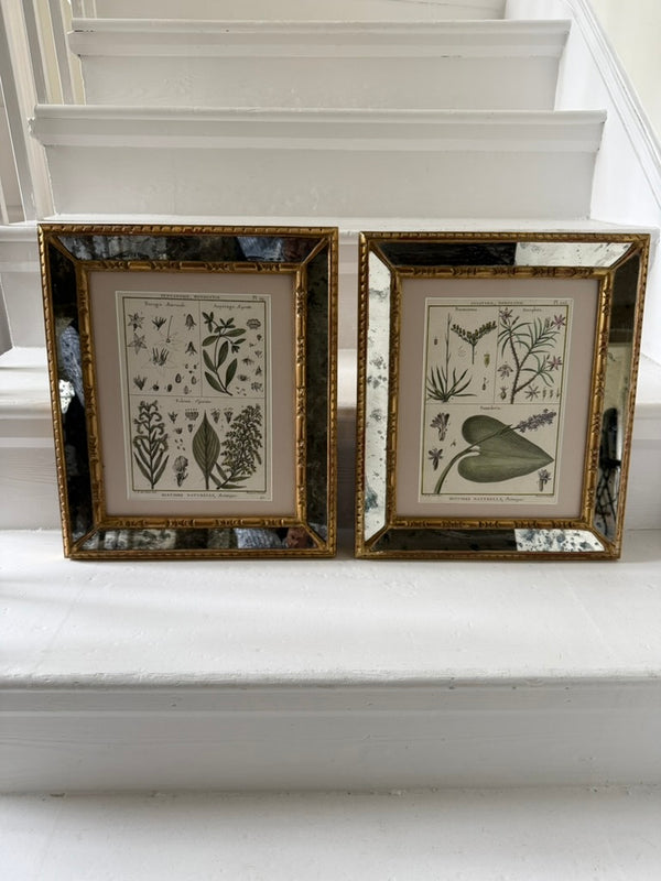 Pair of mirrored cushion-framed French botanical etchings