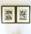 Black and white engravings of Guinea fowl and Pheasants