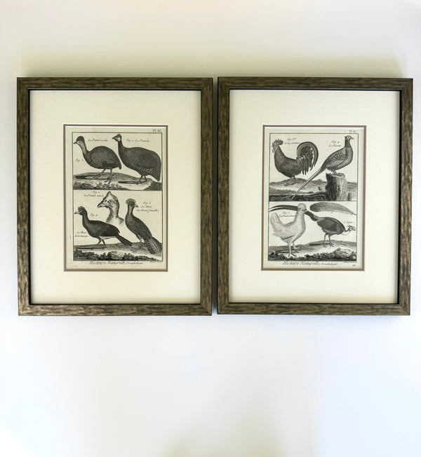 Black and white engravings of Guinea fowl and Pheasants