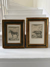 Zebra engraving in antique frame